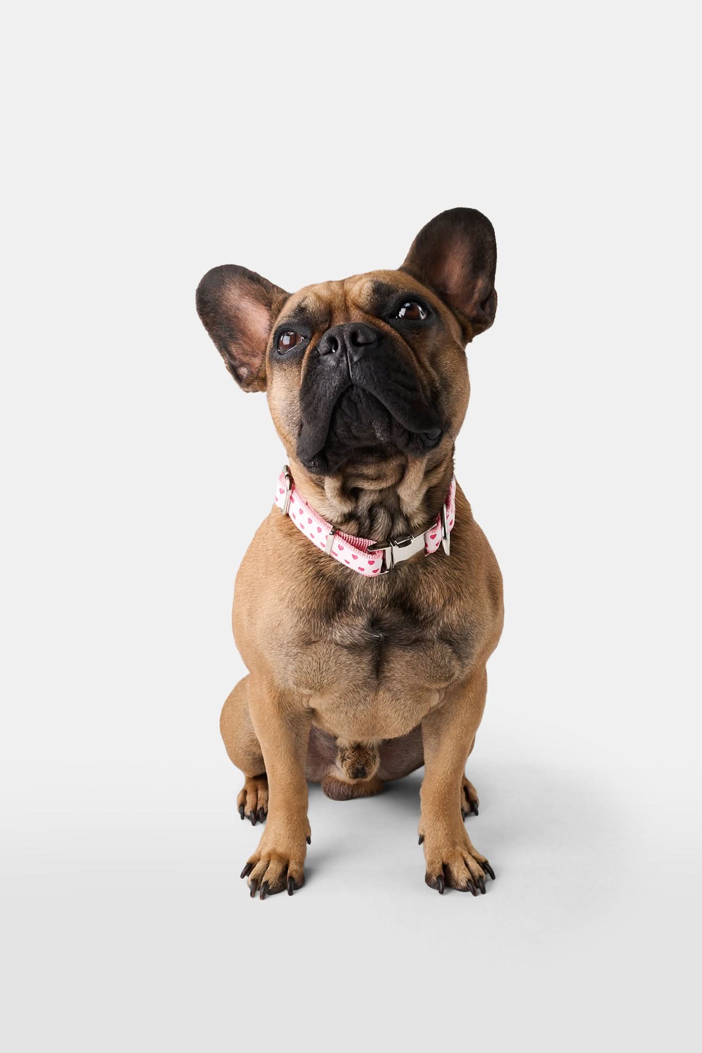 Hearts Dog Collar - Image 3