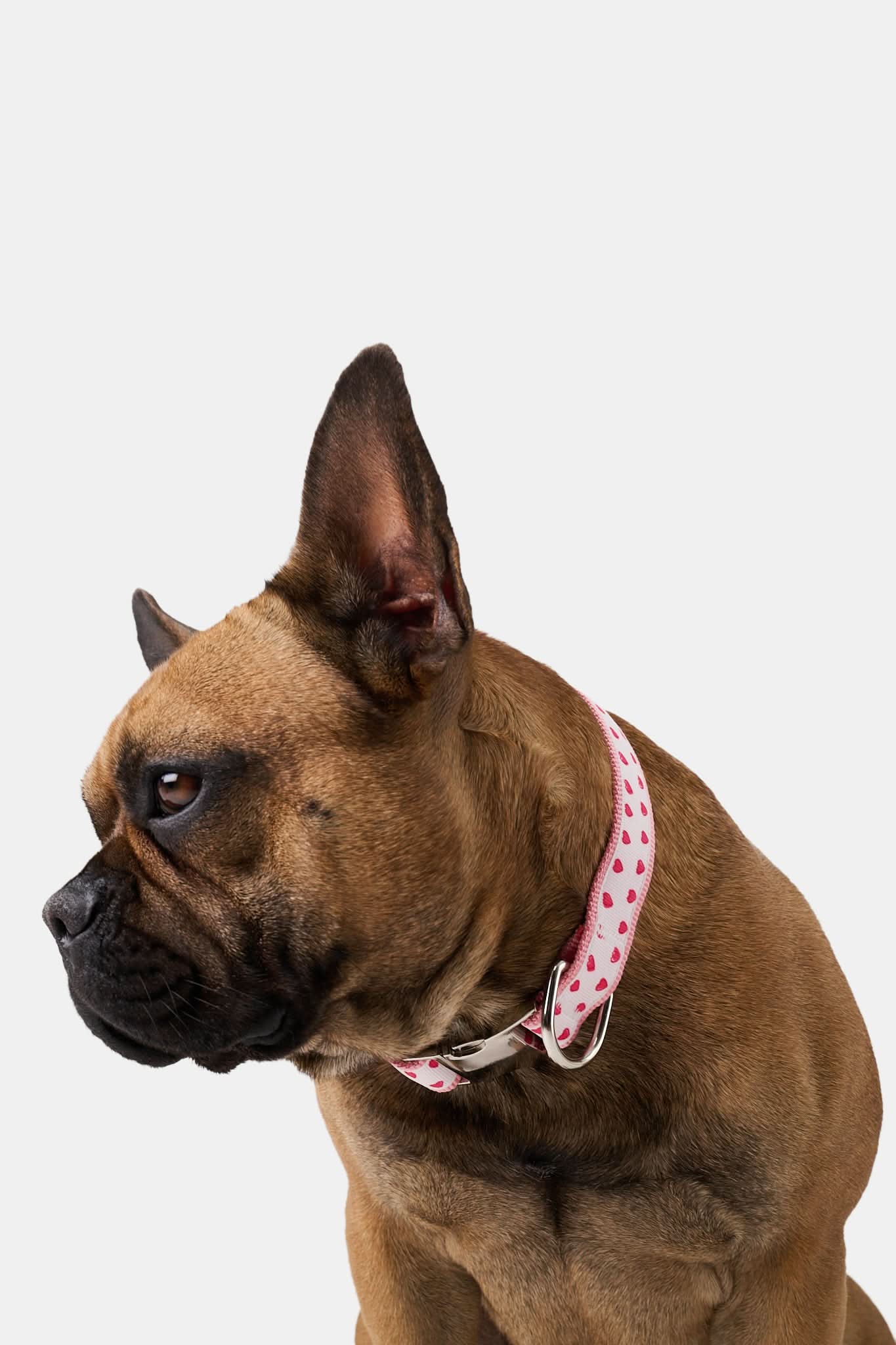 Hearts Dog Collar - Image 4